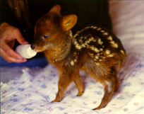A baby pudu being bottle fed.
